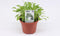 Rucola