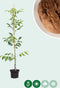 Walnotenboom 'Broadview' | Juglans r. 'Broadview' 1-3 cm | Bomenbezorgd.nl