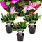 Plant in a Box - Schlumbergera Tricolor - Set van 3 Kerstcactussen - Kleurrijke bloeiende kamerplant - Pot 9cm - Hoogte 15-25cm