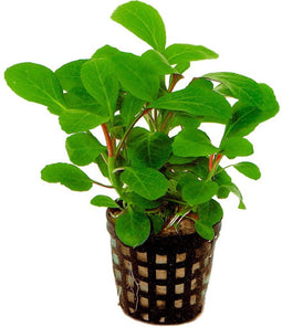 Levende aquariumplant Lobelia cardinalis 5 cm pot per stuk