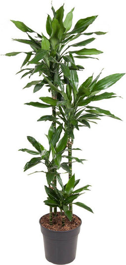 Goed & Groen - Dracaena Janet Lind - Drakenbloedboom - XL -↨ 140cm - Potmaat 27 - Exclusieve Kwaliteit Planten - Kamer Plant - Kamerplanten - Sfeer - Interieur