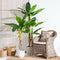 Decoratieve plant Polyethyleen Bananenplant 93 x 90 x 190 cm