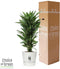 Choice of Green - Dracaena Janet Lind in Greenville Elho® pot wit - Hoogte 100 cm - Diameter pot 27 cm