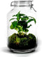 Growing Concepts DIY Duurzaam Ecosysteem Weckpot 5L - Planten - Coffea Arabica - H28xØ18cm