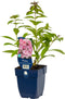 Phlox (P) 'Sweet Summer Fragrance' | 1 stuk | Bijen- en vlinderplant | Bijentuin | Bloeiende vaste plant | bloemenpracht in de zomer | Geurende plant | tuinplant geurend | 11x11 cm Kwekerspot | Geurend | Roze
