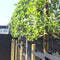 Leihaagbeuk 180 cm | Carpinus betulus 8 - 12cm 180cm| Bomenbezorgd.nl
