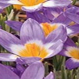 5 stuks - JUB - Crocus sieberi Tricolor 15 bollen