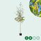 Ruwe berk | Betula pendula 10-14 cm | Bomenbezorgd.nl