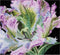 Thea Gouverneur - Borduurpakket met telpatroon - 494A - Voorgesorteerde DMC Garens - Tulp - Aida - 15 cm x 14 cm - DIY Kit