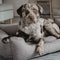 District 70 CLASSIC Box Bed - Hondenmand - XL 117 x 82 cm - Urban Taupe