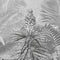 Komar - Fotobehang - Amazonia - Black - and - White - 400x250 - cm