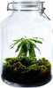 Growing Concepts DIY Duurzaam Ecosysteem Weckpot 5L - Planten - Biophytum Sensitivum - H28xØ18cm