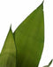 Decorum Duo Sansevieria Moonshine met Elho b.for white