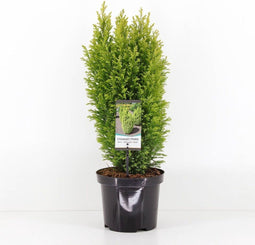 Chamaecyparis lawsoniana 'Ellwood's Gold' - Californische cipres - Planthoogte: 30-40 cm - Pot Ø 19 cm (3 liter)