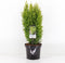 Chamaecyparis lawsoniana 'Ellwood's Gold' - Californische cipres - Planthoogte: 30-40 cm - Pot Ø 19 cm (3 liter)