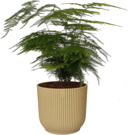 Asparagus Setaceus ‘Plumosus’ in sierpot Vibes Fold Rond (botergeel) ↨ 28cm - hoge kwaliteit planten