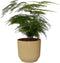 Asparagus Setaceus ‘Plumosus’ in sierpot Vibes Fold Rond (botergeel) ↨ 28cm - hoge kwaliteit planten