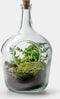 Growing Concepts DIY Duurzaam Ecosysteem Weckpot 5L - Planten - Biophytum Sensitivum - H28xØ18cm