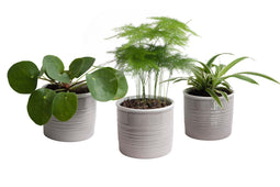 Mini Green | Hip Trio in Laos keramiek (warmgrijs) ↨ 15cm - 3 stuks - hoge kwaliteit planten