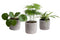 Mini Green | Hip Trio in Laos keramiek (warmgrijs) ↨ 15cm - 3 stuks - hoge kwaliteit planten