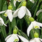 3 stuks - JUB - Galanthus elwesii 8 bollen