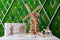 Ugears Houten Modelbouw - Toren Windmolen