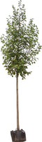 Winterlinde | Tilia cordata 18-20 cm | Bomenbezorgd.nl