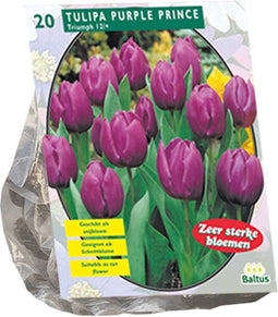 Tulipa Purple Prince, Triumph per 20