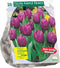 Tulipa Purple Prince, Triumph per 20
