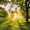 Komar Fotobehang Golden Moment 400x250 cm