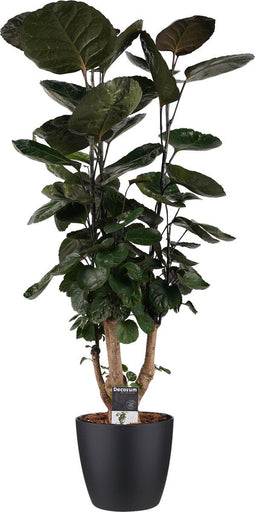 Polyscias Fabian met Elho Brussels Round pot Black ↨ 120cm - hoge kwaliteit planten