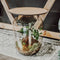 Terrarium | Eiken Tafel | Bonsai plant | Grijs glas | ↑55cm -Ø35cm