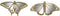 Wanddecoratie DKD Home Decor 39,5 x 4 x 20 cm Gouden (2 Stuks)