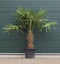 Chinese waaierpalm - Trachycarpus Fortunei 50 cm stamhoogte