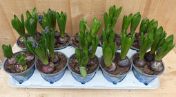 Warentuin natuurlijk - Hyacinten 3 bollen per potje 10 potjes in t...