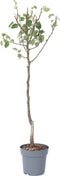 Plant in a Box - Pyrus communis 'Conference' perenboom - Fruitboom - Pot 21cm - Hoogte 90-100cm