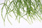 Goed & Groen - Rhipsalis Cassutha - ↨ 40cm - Potmaat 17 - Exclusieve Kwaliteit Planten - Kamer Plant - Kamerplanten - Sfeer - Interieur