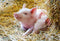 Ravensburger Puzzel Boerderijdieren - Legpuzzel - 2x12 stukjes (2 stuks)