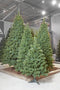 Triumph Tree Camden Kunstkerstboom Slim - H230 x Ø117 cm - Groen