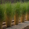 Plant in a Box - Panicum virgatum - Set van 2 - Panicum northwind siergras winterhard - Pot 23cm - Hoogte 40-60cm