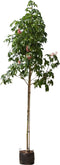Rode paardenkastanje | Aesculus c. 'Briotii' 14-18 cm | Bomenbezorgd.nl
