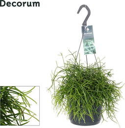 Goed & Groen - Rhipsalis 'Oasis' - ↨ 35cm - Potmaat 17 - Exclusieve Kwaliteit Planten - Kamer Plant - Kamerplanten - Sfeer - Interieur