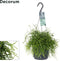 Goed & Groen - Rhipsalis 'Oasis' - ↨ 35cm - Potmaat 17 - Exclusieve Kwaliteit Planten - Kamer Plant - Kamerplanten - Sfeer - Interieur