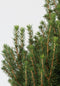 Plant in a Box - Dwergspar - Picea glauca conica 'December' - Hoogte 75-85cm - Potmaat 21cm - boom - groen