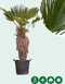 Wagner palm 80 cm stamhoogte | Trachycarpus wagnerianus 80-100 cm| Bomenbezorgd.nl