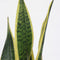 Plant in a Box - Sansevieria Laurentii - Makkelijke Kamerplant - Vrouwentong - Pot 14cm - Hoogte 40-50cm