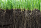 Hortensus Gazonzaad 1kg - Nieuw Gazon 40 m² of Herstel 60 m² - Donkergroen Gras zonder Onkruid