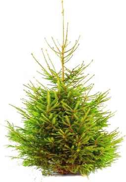 Gezaagde kerstboom Picea Abies Fijnspar 125-150 cm