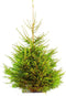 Gezaagde kerstboom Picea Abies Fijnspar 125-150 cm