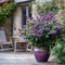 Plant in a Box - Callicarpa bodinieri 'Profusion' - struik - pot 19cm - hoogte 50-60cm